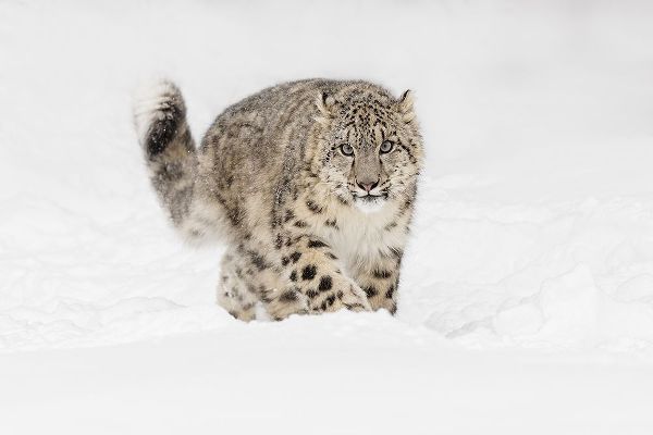 Snow leopard-Panthera uncia controlled situation-Montana